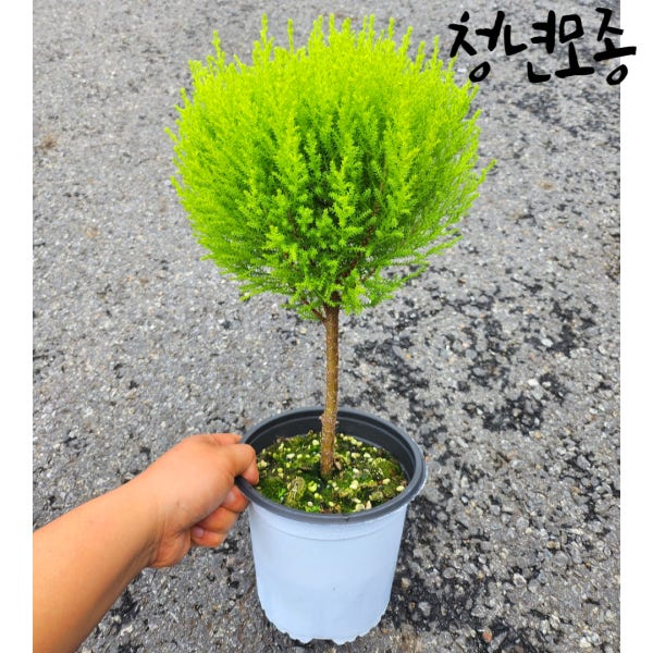 핫도그 율마 외목대 중품 윌마 피톤치드 키우기 실내공기정화식물