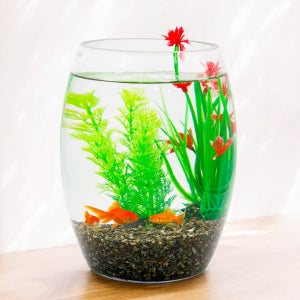 미미네아쿠아 긴원형 금붕어 키우기 SET (여과기형)