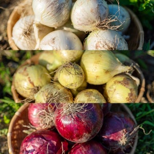 다품종 함양 햇양파 꾸러미세트