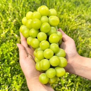 샤인머스캣 2kg 프리미엄 고당도 망고포도