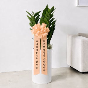 돈나무 개업식 금전수 개업축하화분 배달 승진 거실 중형 화분 개원 선물 인테리어식물