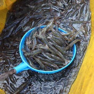 활 흰다리새우 생물새우 깐새우 칵테일 새우 국내산 500g 1kg