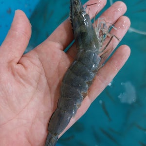 국산 제철 새우 회 구이 생새우 활새우 흰다리새우 500g 1kg 남당항 대하축제