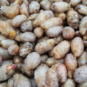 국내산 오만둥이 1kg 냉동 오만디 아구찜 해물찜