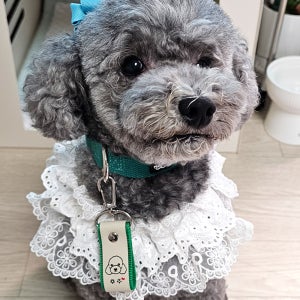 반려동물 인식표 강아지 반려견 애견 고양이 이름표 목걸이 주문제작