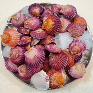 통영할매 통영 홍가리비 4kg 제철 조개