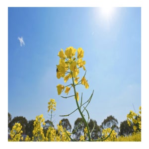 덕창 유채꽃 씨앗 500g 가을파종 봄만개 노란 꽃씨 화단용 제주산
