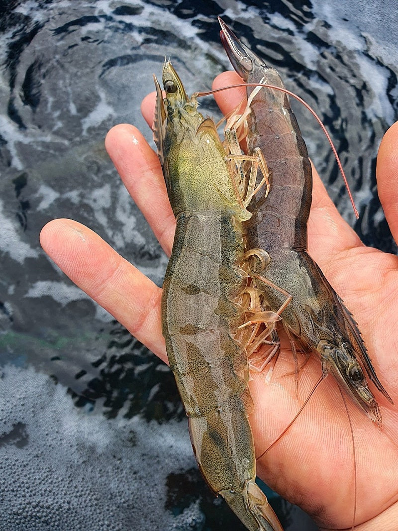 국산 제철 왕새우 1kg 흰다리새우