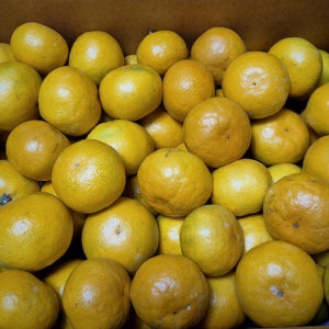 제주 감귤 고당도 프리미엄 조생 제철 왕다린 감귤왕 산지직송 3kg 5kg 10kg