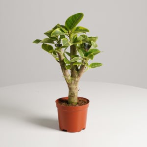 데팡스 중품 뱅갈고무나무 공기정화식물 반려식물 플랜테리어 포트 화분