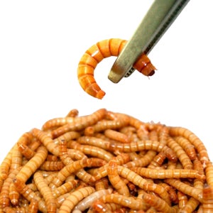 극소 밀웜 살아있는 생 밀웜 파충류 도마뱀 절지 동물 먹이 1cm 500마리x2개