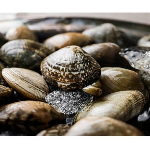 바지락총각 국산 고창 해감 참바지락 10kg 15kg(업소용)술찜 칼국수 봉골레