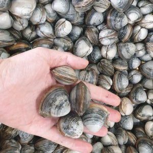 바지락총각 해감 동죽조개 물총조개10kg 15kg(업소용) 술찜 칼국수 봉골레
