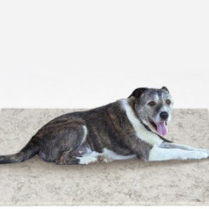 대형견 대리석 팻 애견 돌침대 매트 강아지 열대야 냉감 쿨 매트