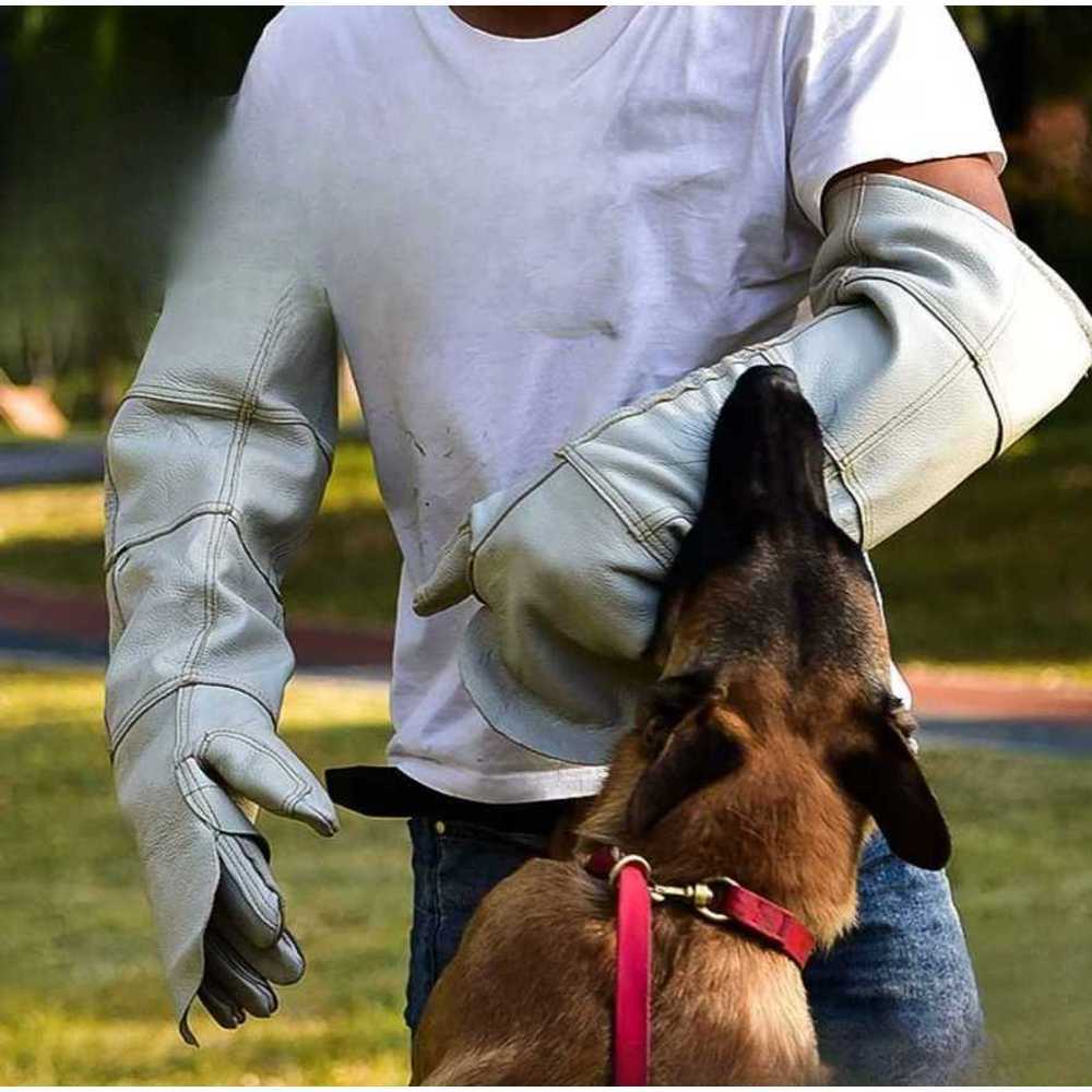 개 훈련 전문가 (Dog Training Expert)