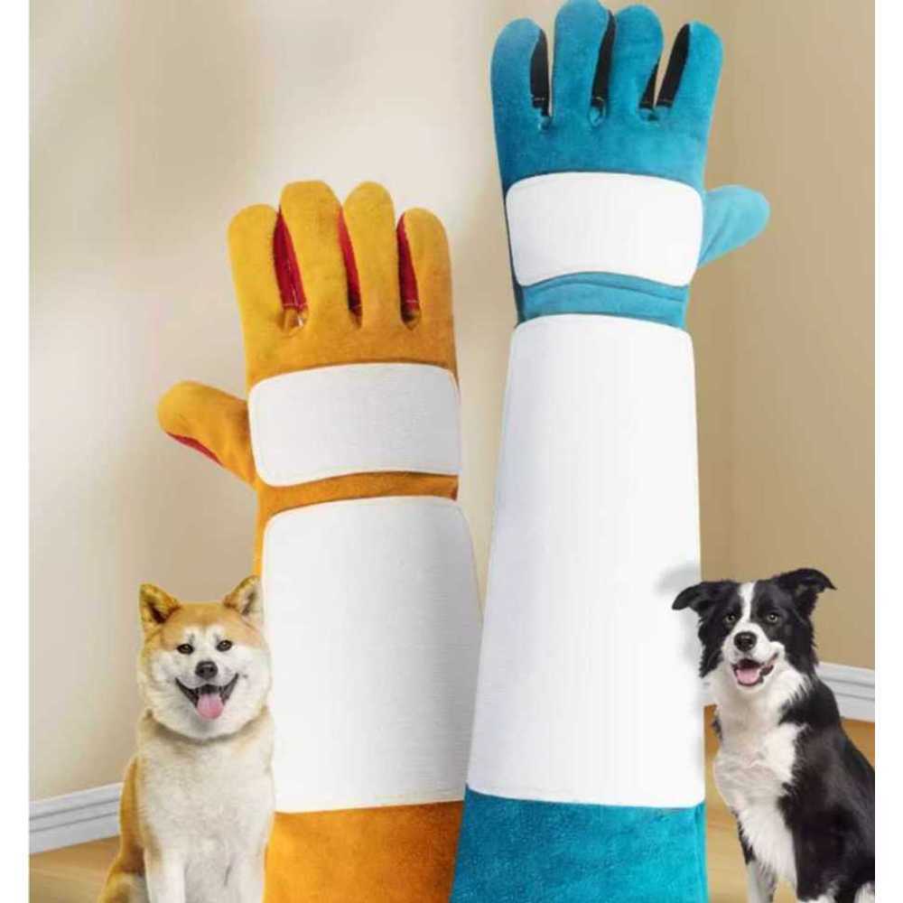 개 훈련 전문가 (Dog Training Expert)