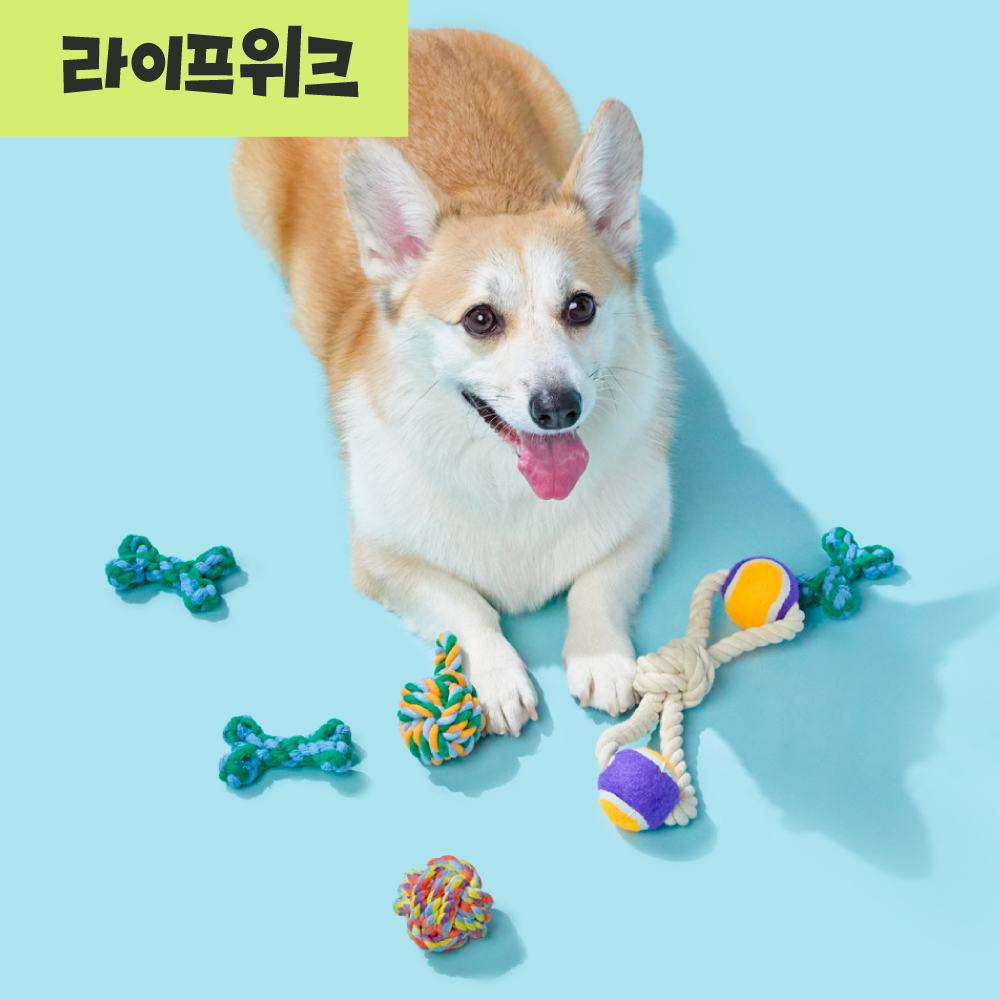 [강형욱X퍼피즈] 애착 로프 터그