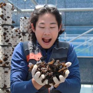 국내산무농약건목이버섯 50g100g 산지직송