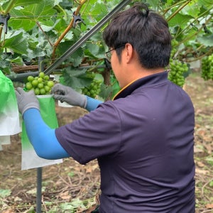 최소17브릭스의 고당도 해온담농장 샤인머스켓 2kg,4kg