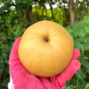 24년 햇 나주배 3kg 5kg 7.5kg 과일 선물세트 가정용 신고배