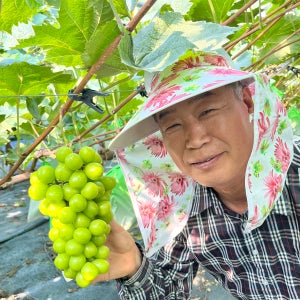 제철 샤인머스켓 산지직송 고당도 포도 과일선물 2kg 4kg