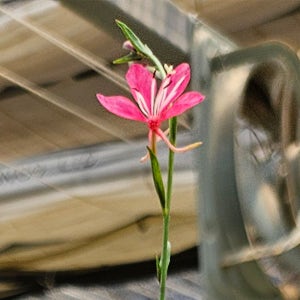 바늘꽃 가우라 가을꽃 야생화 노지월동 아비가든