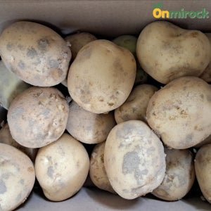 온미락 국내산 하우스 햇감자 수미 두백 감자 1.5kg 3kg 5kg 선별발송