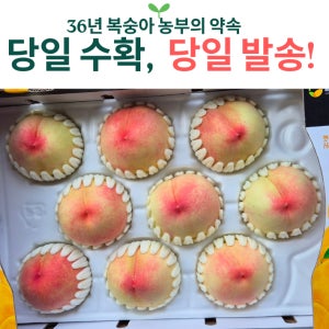 직거래 감곡 프리미엄 햇사레복숭아 황도 백도 딱딱이 말랑이 당도보장 3kg