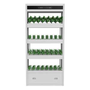 가정용 식물 재배기 무토양 수경 고추냉이 지능형 AI