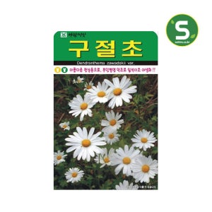 꽃씨앗 구절초 씨앗 1000립 야생화 종자 꽃씨