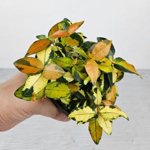 황금마삭줄 공기정화 식물선물 인테리어식물 베란다 아비가든