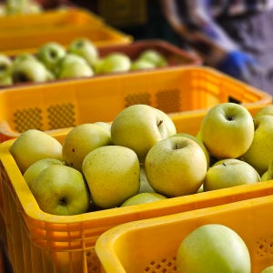 바람부리사과농원 5kg 시나노골드 홍로 아리수 청년농부 사과선물세트 고랭지 산지직송