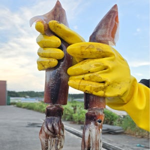 국산 신진도 오징어 20미 햇 초코 오징어 제철 서해산 조업