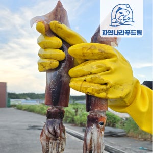 국산 신진도 오징어 20미 햇 초코오징어 5kg 내외 급냉 제철 서해산 조업
