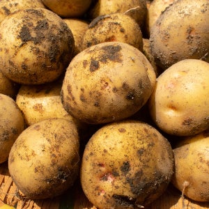 국내산 제철 포슬포슬 수미감자 두백감자 제주 대지마 햇감자 분감자 알감자