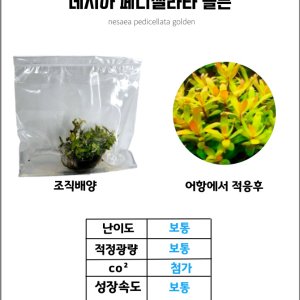 조직배양수초 최저가 가성비상품