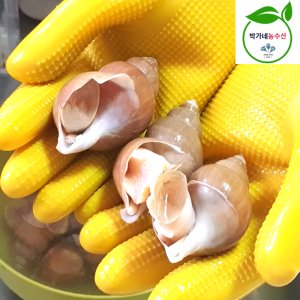 포항 제철 백고동 1kg 생물 자숙 백골뱅이
