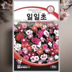 일일초 씨앗 일일초 꽃 키우기 씨앗