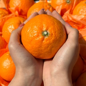 감귤 제주도 카라향 밀감 고당도 귤 가정용