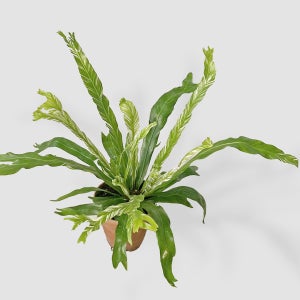 마이플랜트 무늬 아비스 소형 실내공기정화 인테리어 반려식물 모종 홈가드닝