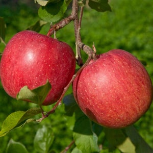 사과 청송 문경 홍로 아오리 감홍 황금 시나노골드 아리수 못난이 부사 꿀사과 4kg