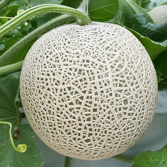 고당도 멜론 선물세트 5kg 8kg 큰과수