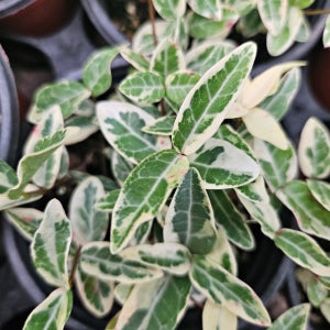 무늬 칼 마삭줄 창 칼라 채극 긴잎 공기정화 식물 덩굴 행잉 넝쿨 플랜트 종류 키우기