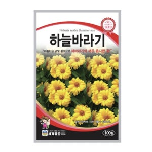 하늘바라기 꽃 여름 가을 야생화 꽃 씨앗