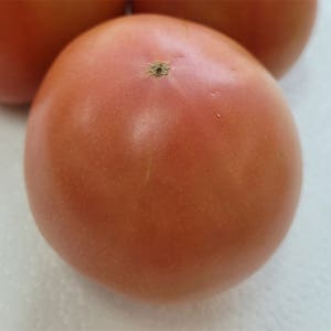 [농할쿠폰] 국내산 완숙토마토 5kg