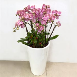 서양란 고급핑크호접 축하 인사 승진 취임 진급 난선물 전국꽃배달 당일 서양난