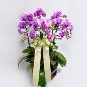 고급 서양란 핑크 무늬 호접 축하 인사 승진 취임 진급 난선물 전국꽃배달 당일 서양난