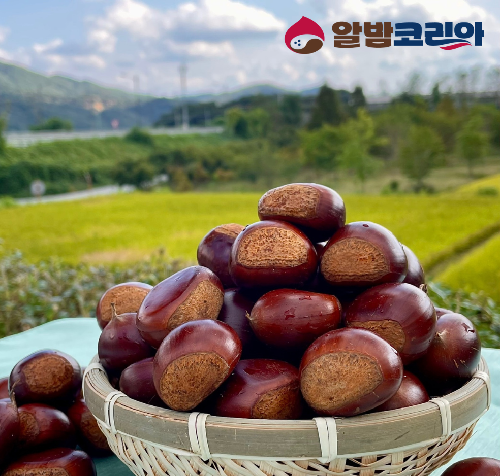 25년 공주밤 햇밤 알밤 생율 왕밤 정안밤 군밤 2kg