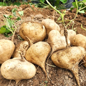 거제도산 거제 히카마 히까마 얌빈 멕시코감자 대과 10kg 5kg 2.5kg
