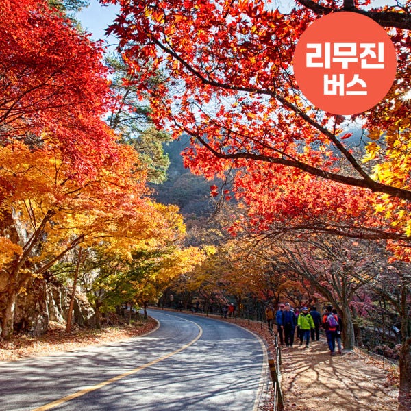 [리무진] 가을빛정취 내장산내장사+백양사 애기단풍 정읍장성 여행
